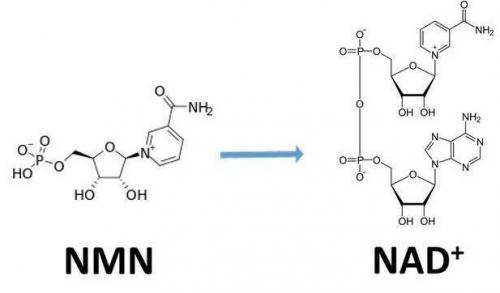從生物學(xué)角度看NMN:為何能延緩衰老和提高免疫力？